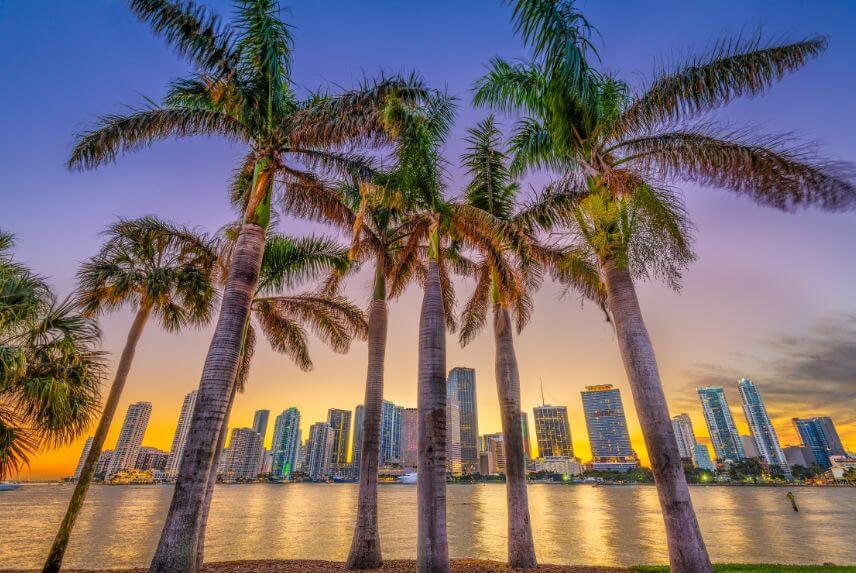 miami beach palm trees with skyline background